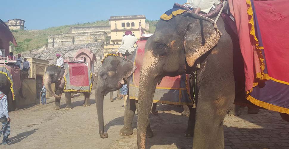 India elephants